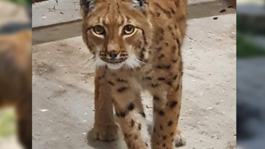 Evaluarea speciilor de animale strict protejate începe din 18 aprilie