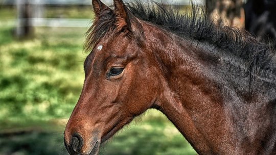 Cinci persoane puse sub control judicar în dosarul de ucidere a cailor în abatorul din Brașov