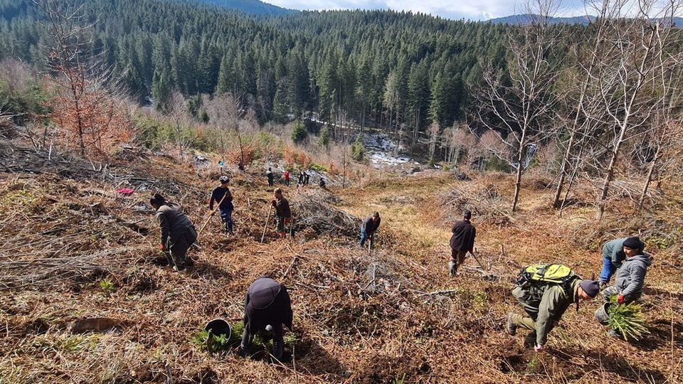 Amplă campanie de împădurire, la Săcele