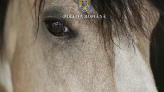 33 de cai, salvați ca urmare a destructurării grupului care deținea un abator la Brașov