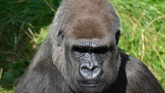 Gorile de munte la Zoo Brașov?