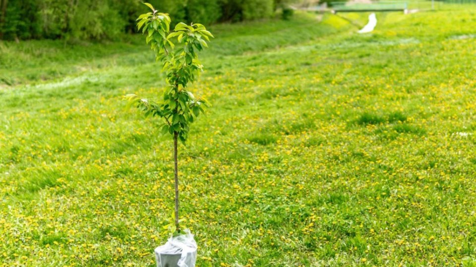 Amplă acțiune de împădurire, organizată de Radio România Oltenia Craiova și Direcția Silvică Dolj