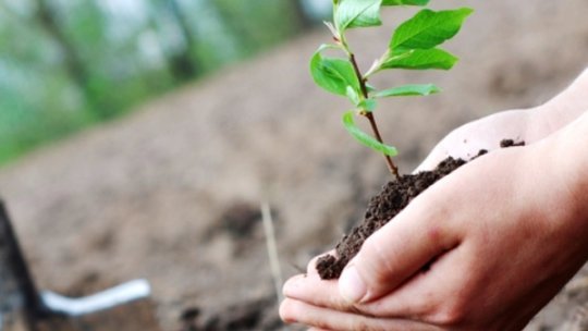 Universitatea Transilvania din Brașov lansează vineri proiectul Uforest