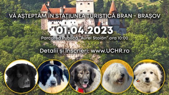 Cei mai frumoși ciobănești românești sunt premiați în acest weekend, la Bran