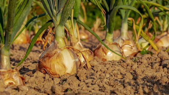 Grădinile urbane dintre blocuri: le mai facem sau nu?