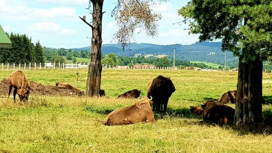 Alți 12 zimbri vor fi eliberați în Munții Făgăraș