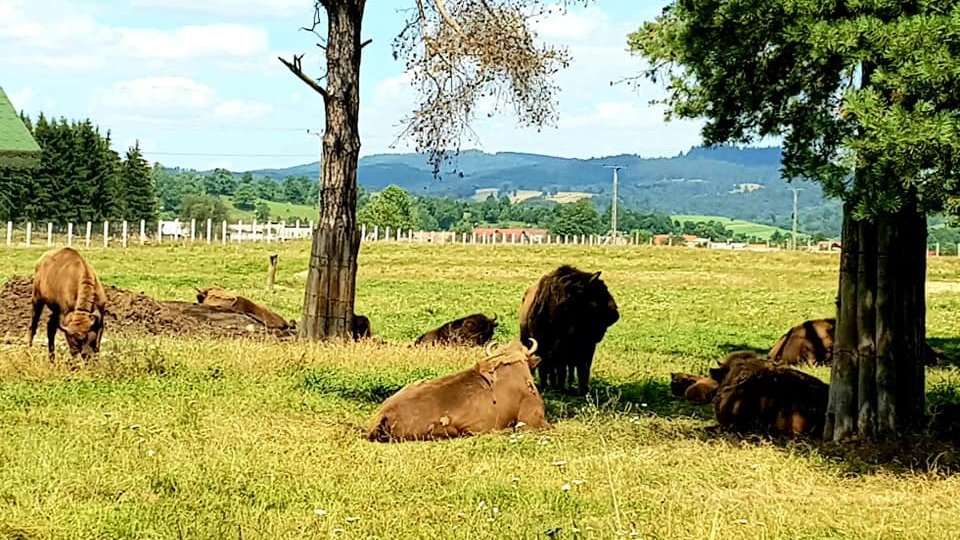 Alți 12 zimbri vor fi eliberați în Munții Făgăraș