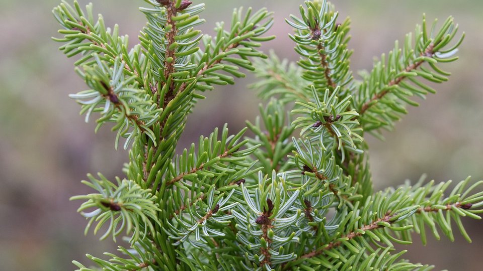 150 de elevi din județ participă la o acțiune de plantare de conifere pe Dealul Melcilor