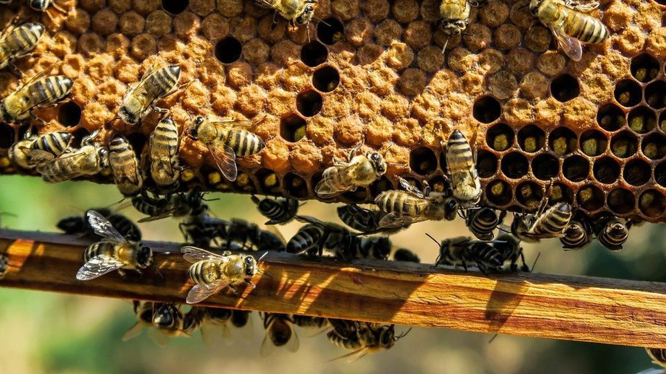 Apicultorii români solicită sprijin financiar din partea Guvernului şi a Uniunii Europene