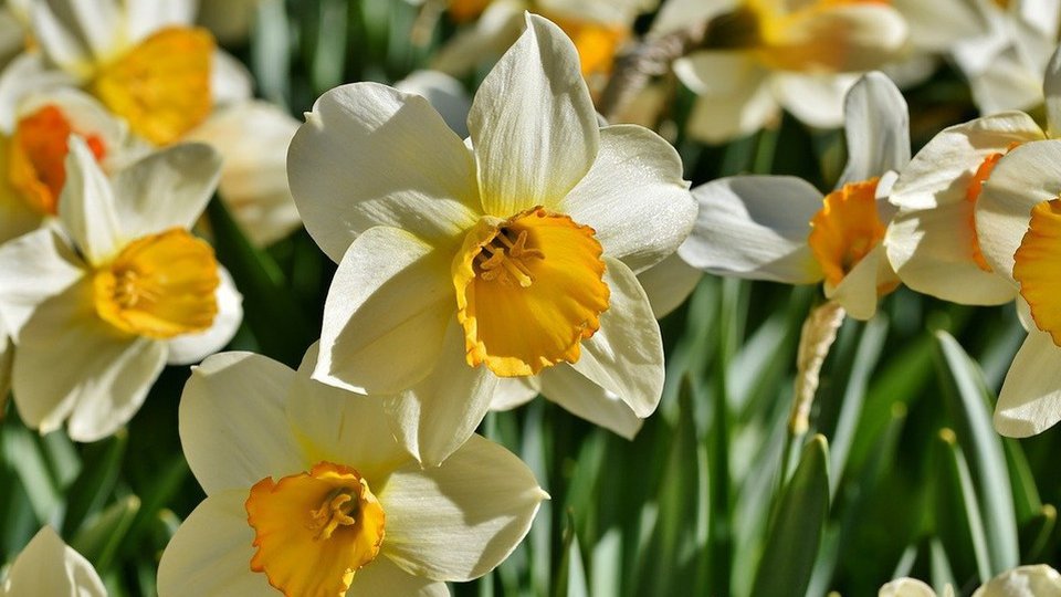 Festivalul Narciselor de la Vad va avea loc pe 14 mai