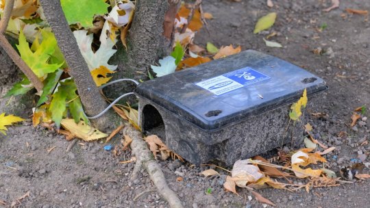 La Brașov, începe prima campanie de deratizare