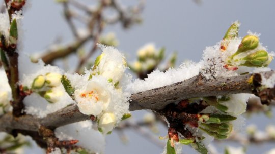 Vremea rece nu a afectat culturile la Brașov, spun specialiștii în agricultură