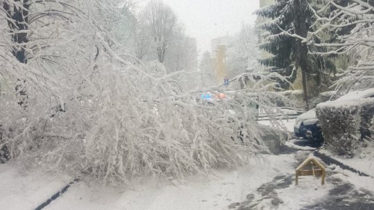 Brașovul sub cod portocaliu de ninsori, zeci de copaci prăbușiți, deszăpezire continuă în ultimele 36 de ore
