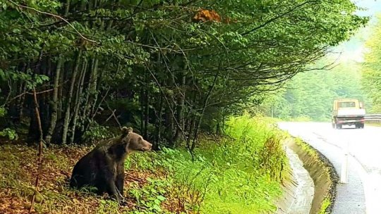 Planuri și proiecte cu garduri electrice, pentru soluționarea problemei urșilor