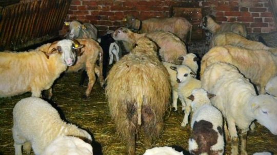 Până la Paște, sacrificarea mieilor se poate face și în ferme de animale, dacă există solicitări scrise din partea primăriilor