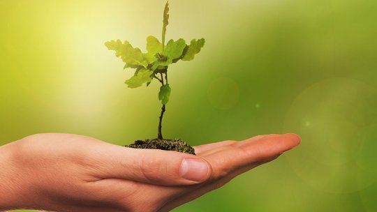 Sute de milioane de euro pentru împăduriri în întreaga țară