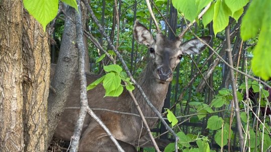 Cerb rătăcit, salvat în această dimineață din spatele Școlii nr. 19 din Brașov