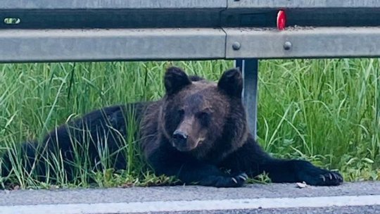 Gestionarea pădurilor şi situaţia ursului brun în România, pe agenda eurodeputaților