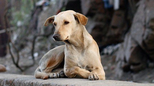 Proiectul adăpostului pentru câinii fără stăpân din Brașov, la faza negocierilor pentru teren