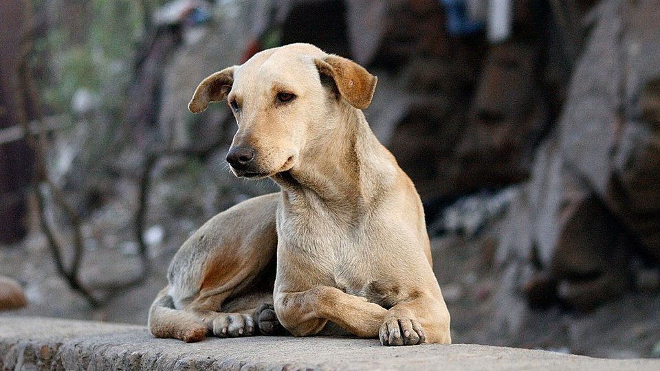 Proiectul adăpostului pentru câinii fără stăpân din Brașov, la faza negocierilor pentru teren