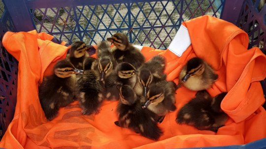 Acțiune inedită pe DN1: drumarii au salvat 11 rățuște