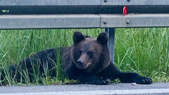 Introducerea cotelor de vânătoare în cazul urșilor, contestată