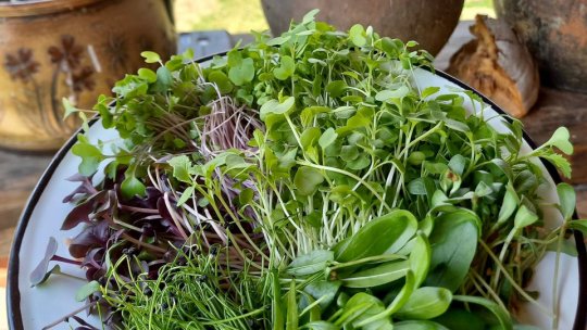 Despre microplante și beneficiile acestora, cu Alexandra Todor, la Radio România Brașov FM