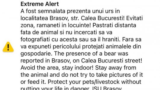 RoAlert - Urs în zona Dârste, în această dimineață