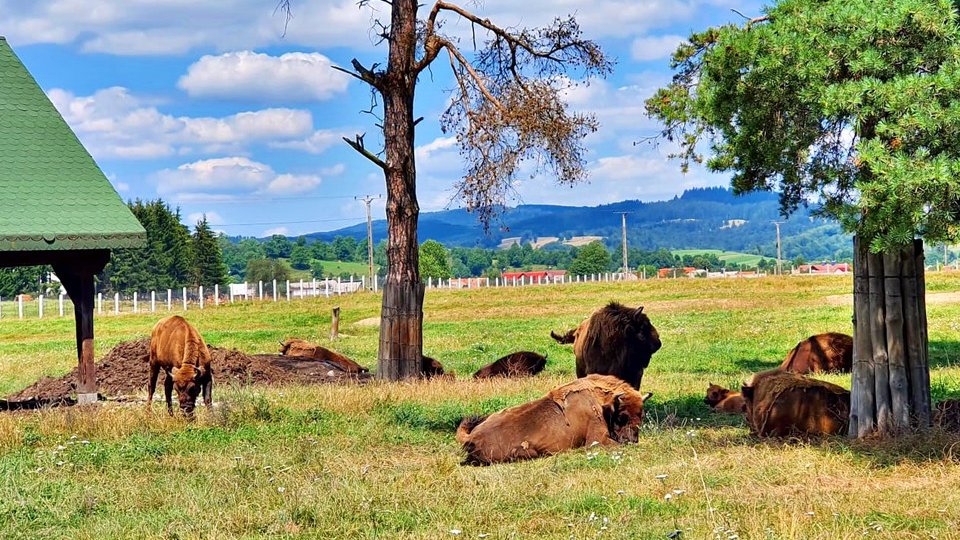 JURNAL DE CĂLĂTORIE. Localitatea brașoveană în care poți merge pe apă, mănânci în casele localnicilor și admiri animale mitice