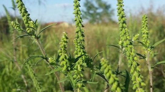 Proprietarii de terenuri vor fi obligați să curețe ambrozia tot anul de pe terenurile pe care le dețin