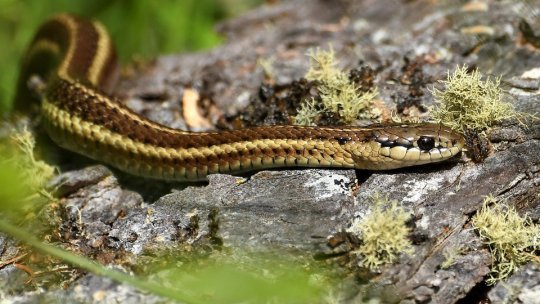 Atenție la șerpi!