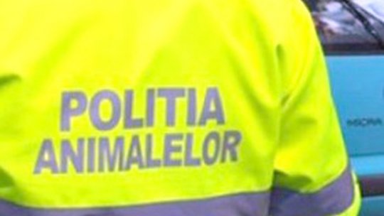 Un cioban din Hărman s-a ales cu dosar penal după ce a bătut cu bâta patru câini