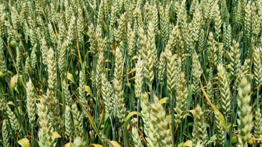 Comisia Europeană pregăteşte un al treilea pachet de sprijin pentru agricultori