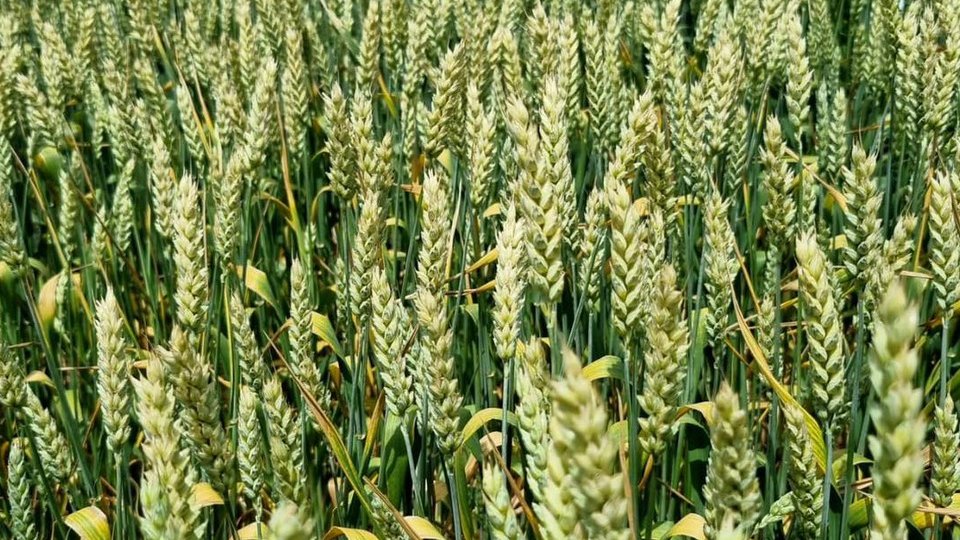 Comisia Europeană pregăteşte un al treilea pachet de sprijin pentru agricultori