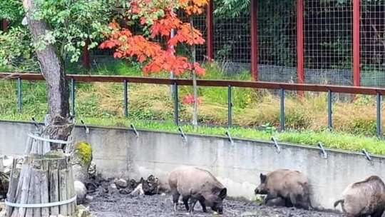 Cofetăria de la Zoo Braşov a fost redeschisă