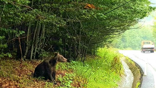 13 urși au fost prinși și relocați din orașul Brașov, în 3 ani