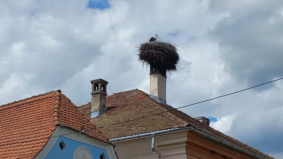 A început recensământul berzelor
