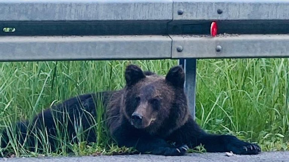 Fostul ministru al Mediului respinge ideea ca urși care au creat probleme în alte țări să fie aduși în România