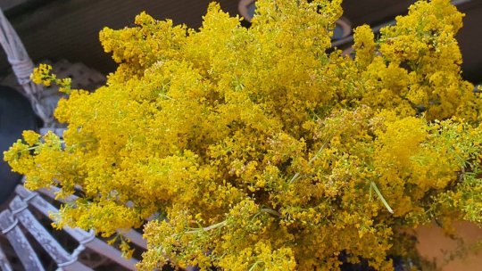 Puterile magice ale Sânzienelor