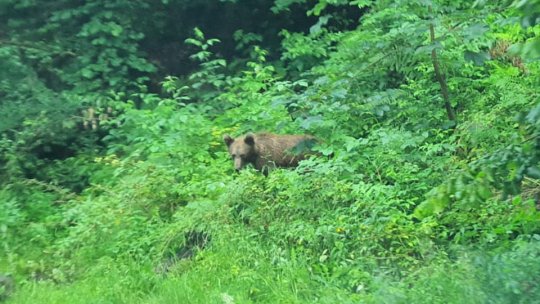A venit, din nou, ursul în Săcele!