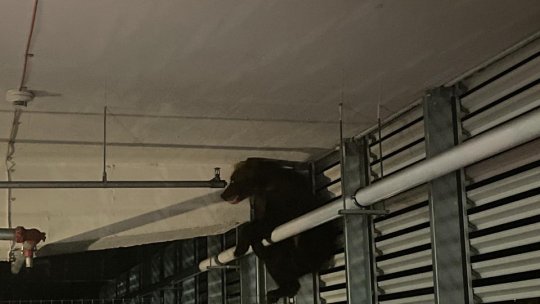 Un urs a căzut, azi noapte, de la etajul 1 al mall-ului AFI. Animalul a fost eutanasiat