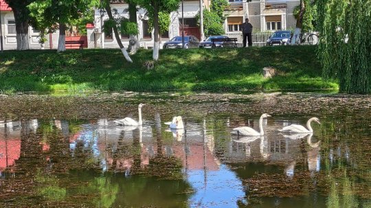 Din nou lebede pe lacul Cetății Făgăraș