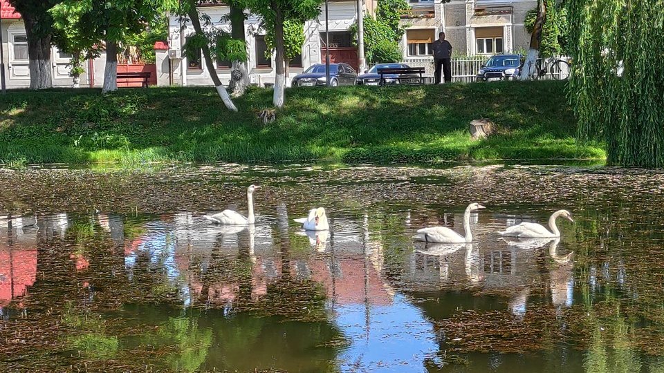 Din nou lebede pe lacul Cetății Făgăraș