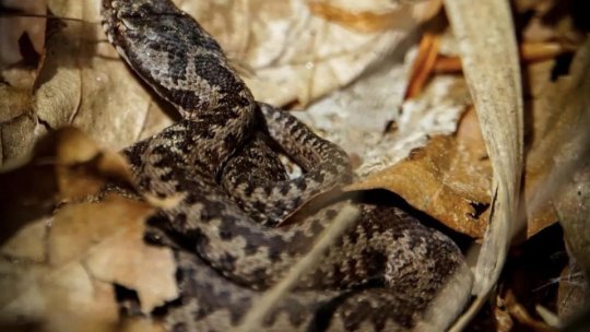 Pe cărări de munte! Măsuri de prim ajutor în caz de mușcătură de viperă