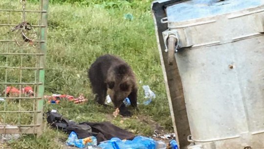 Centru de reabilitare a urșilor, pe Valea Timișului