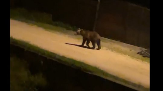 Urșilor le place la Săcele, un nou exemplar se plimbă pe străzile săcelene