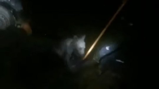 Un pui de urs a fost salvat de jandarmi dintr-un canal din Poiana Brașov