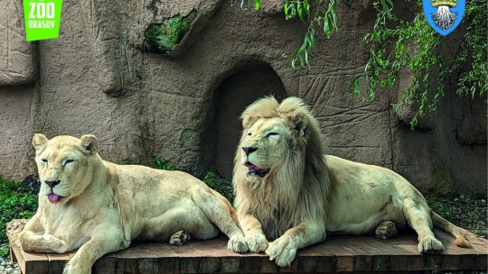 Caniculă și la Zoo Brașov. Unele animale primesc hrană înghețată