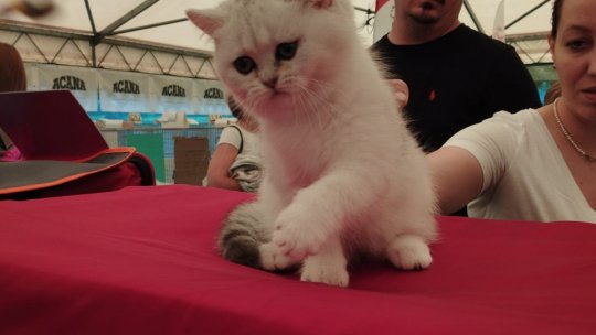 Concurs de frumusețe felină la Castelu Bran