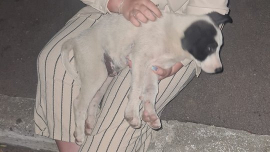 Un cățeluș a fost aruncat de un copil de pe o magazie